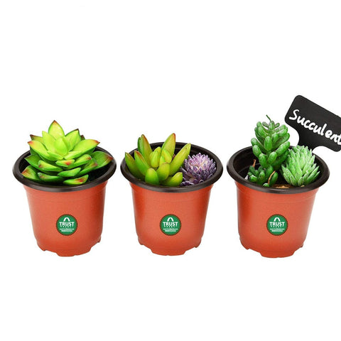 Nursery Plastic Pot 5 Inch (set of 20 Pots) - Brown