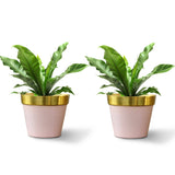 Cypress Planters - Set of 2