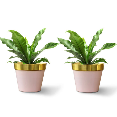 Cypress Planters - Set of 2