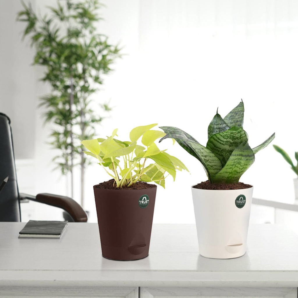 money plant vs snake plant Snake plant and Money plant with Attractive Self Watering Pot (Assorte – TrustBasket
