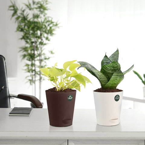 Curated Rakhi Gifts Online for your Sibling - Snake plant and Money plant with Attractive Self Watering Pot (Assorted color pot)