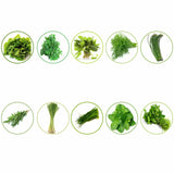 TrustBasket Hybrid Vegetable  Seeds  - Set  of 10