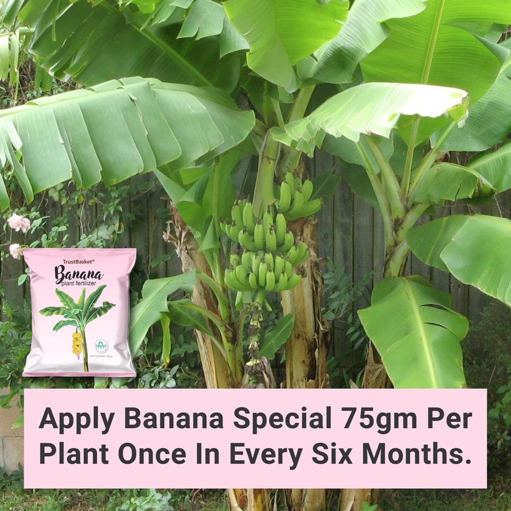 BANANA PLANT FERTILIZER TrustBasket