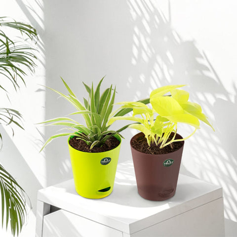 All Indoor Plants - Spider plant and Money plant with Attractive Self Watering Pot (Assorted color pot)