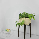 Costa Mid Century Stand with Pot