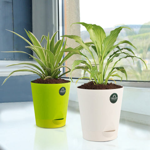 All Indoor Plants - Spider plant and Peace lily with Attractive Self Watering Pot (Assorted color pot)