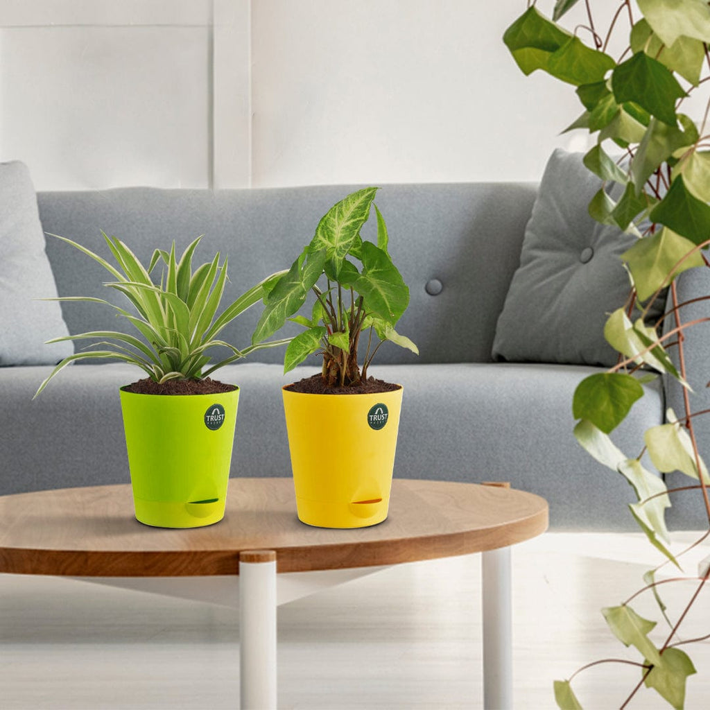 spider plant in self watering pot Spider plant and Syngonium with Attractive Self Watering Pot (Assorted – TrustBasket