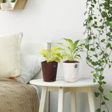 Money plant and Peace lily with Attractive Self Watering Pot (Assorted color pot)