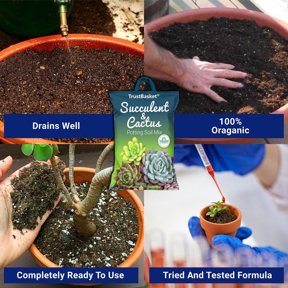 Succulent and Cactus Potting Soil Mix – TrustBasket