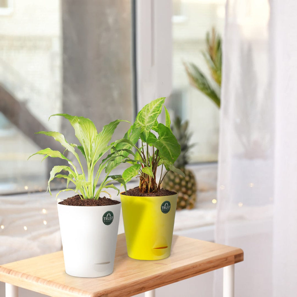 self watering pot for peace lily Peace lily and Syngonium with Attractive Self Watering Pot (Assorted c – TrustBasket