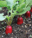 Raddish red seeds (Hybrid)