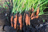 Carrot normal seeds (Hybrid)