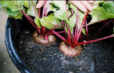 Beetroot seeds (Hybrid)