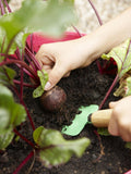 Beetroot seeds (Hybrid)