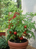 Tomato round seeds (Hybrid)