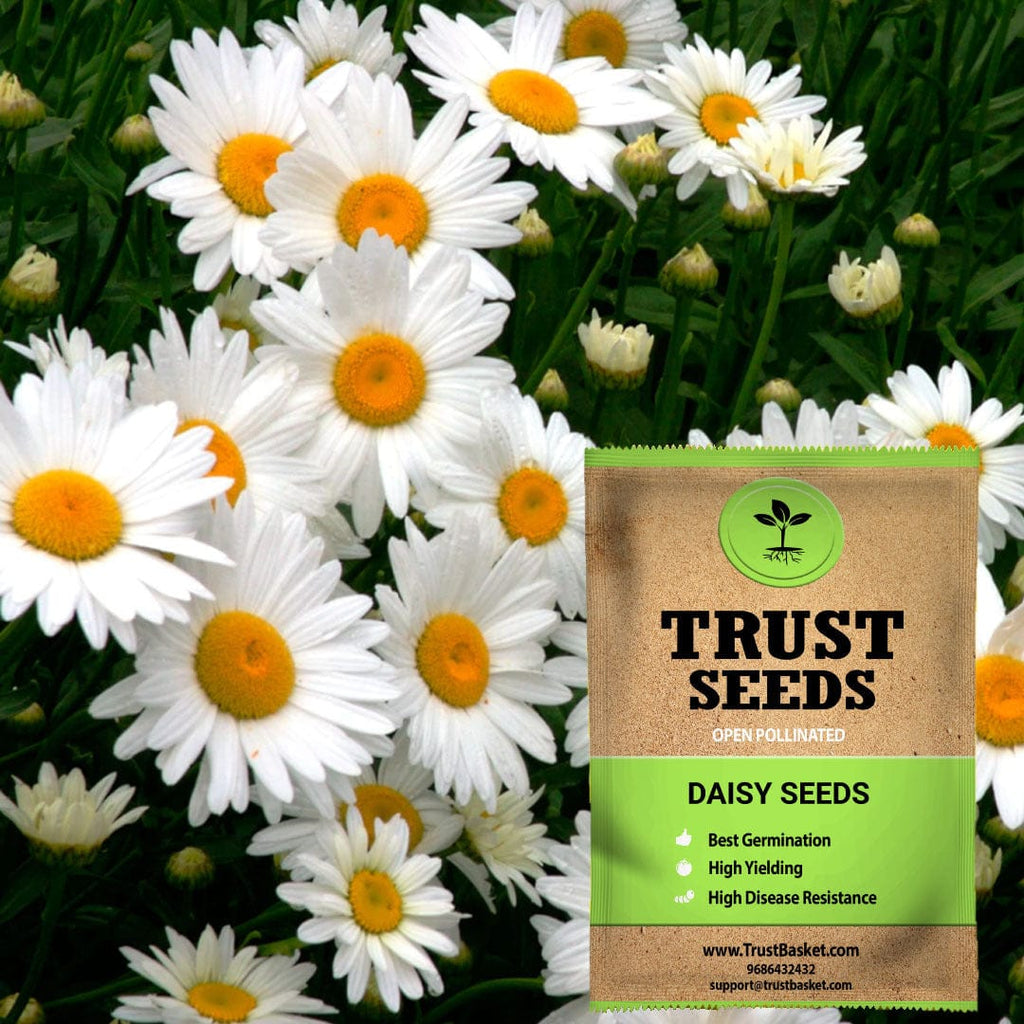daisy seeds planting Daisy Seeds (OP) – TrustBasket