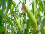 Baby corn seeds (Hybrid)