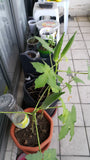 Bhindi seeds-Hybrid