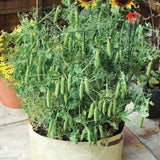 Green Peas seeds (Hybrid)