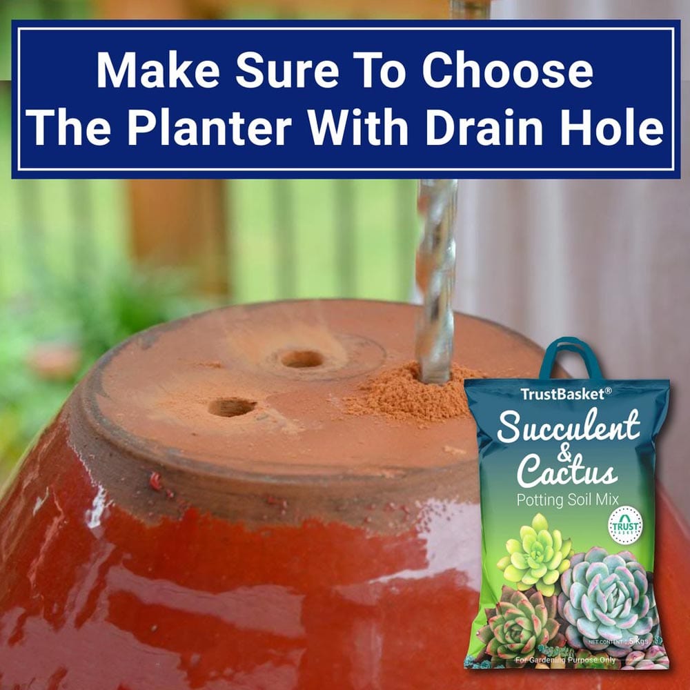 Succulent and Cactus Potting Soil Mix – TrustBasket