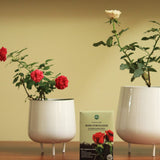 TrustBasket Rose Fertilizer (450gm) | Rose Plant Food For Flowering Plants