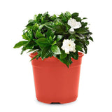 Bhuvi Nursery Pots (Set of 10)