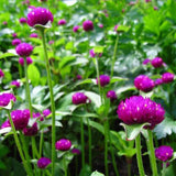 Gomphrena purple seeds (Open Pollinated)