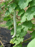 Snake Gourd seeds ( Hybrid )