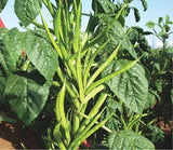 Cluster beans seeds (Hybrid)