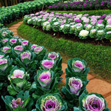 Flowering Kale Seeds (OP)