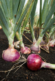 Onion seeds (Hybrid)