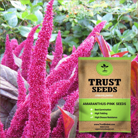 All online products - Amaranthus Pink Seeds (OP)