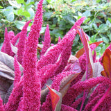 Amaranthus Pink Seeds (OP)