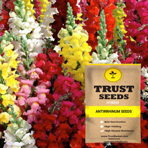 Buy Seeds online | Antirrhinum Seeds in India TrustBasket