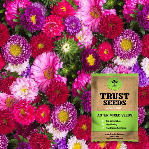 Buy Best Aster Plant Seeds Online - Aster mixed seeds  (Open Pollinated)