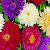 Aster mixed seeds (Hybrid)