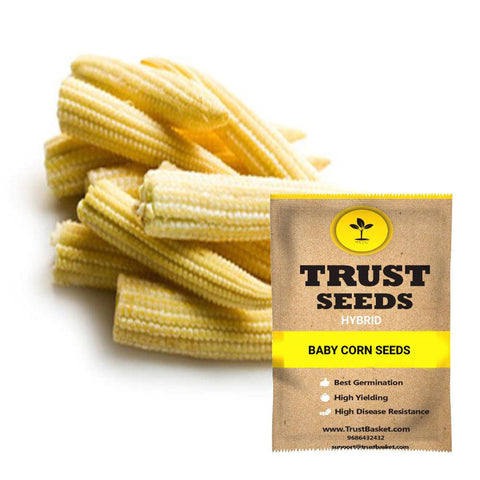 Buy Best Baby Corn Plant Seeds Online - Baby corn seeds (Hybrid)