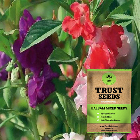 Gardening Products Under 599 - Balsam mixed seeds (Open Pollinated)