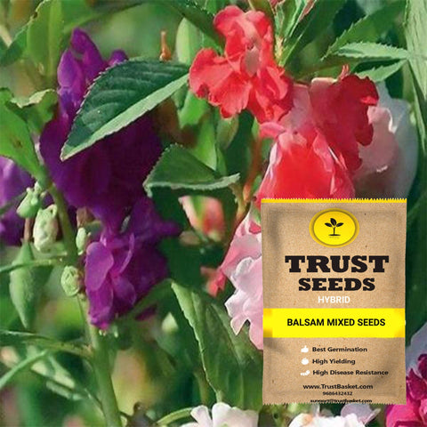 Buy Best Balsam Plant Seeds Online - Balsam mixed seeds (Hybrid)