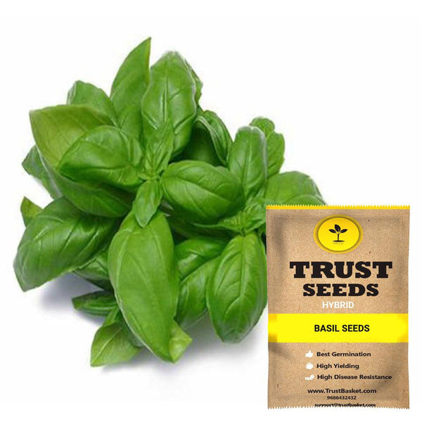Basil Seeds (Hybrid)