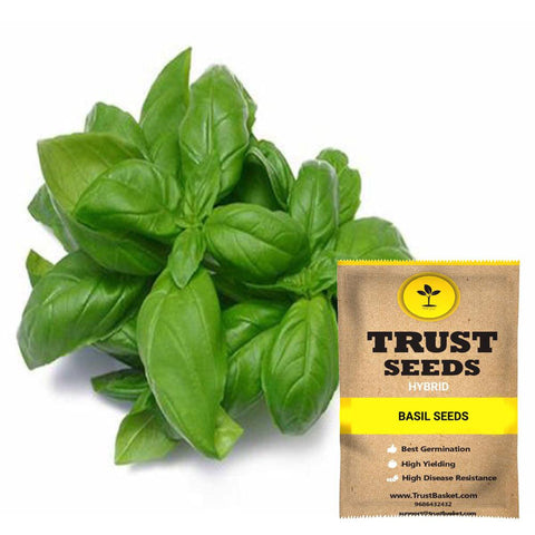 All Greens and Fruits Seeds - Basil Seeds (Hybrid)