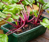 Beetroot seeds (Hybrid)
