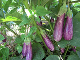 Brinjal long purple seeds (Hybrid)