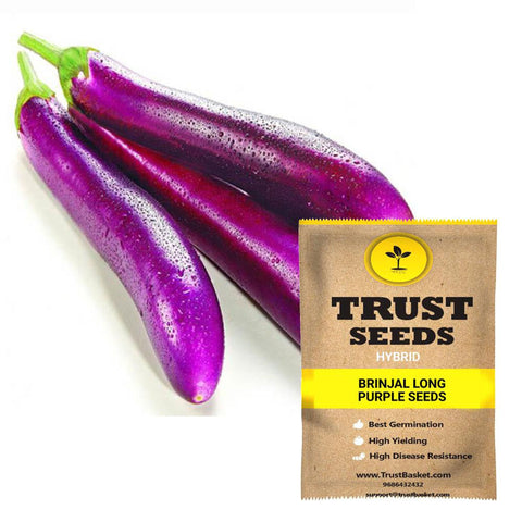 Brinjal long purple seeds (Hybrid)