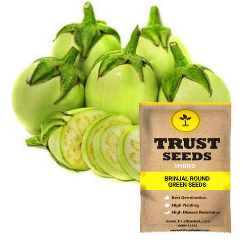 Brinjal round green seeds (Hybrid)
