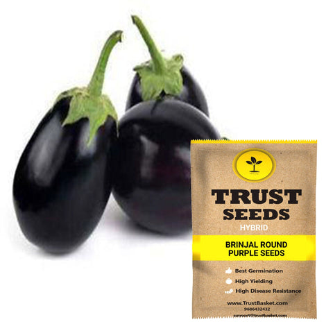 Brinjal round purple seeds (Hybrid)