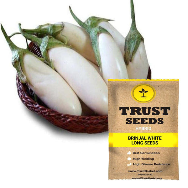 Brinjal white long seeds (Hybrid)