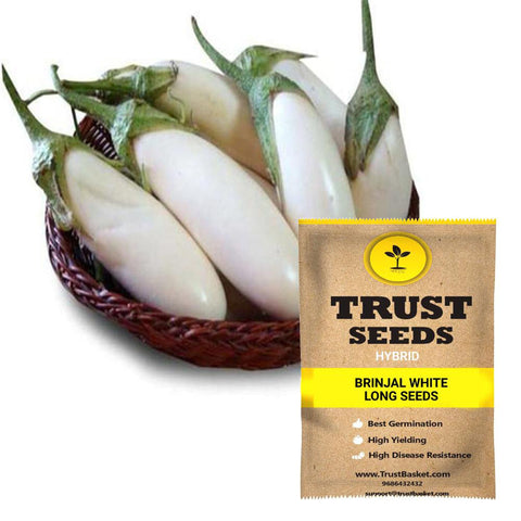 Spring Collection - Brinjal white long seeds (Hybrid)