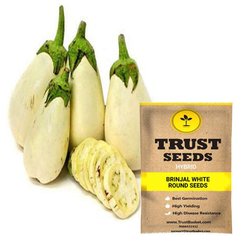 Buy Best Brinjal  Plant Seeds Online - Brinjal white round seeds (Hybrid)