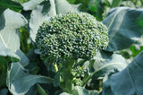 Brocoli seeds (Hybrid)